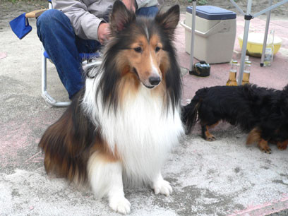 shetland sheepdog.jpg