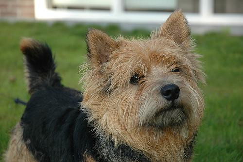 norwich terrier.jpg