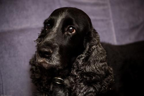 cocker spaniel.jpg