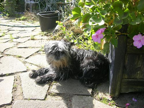 affenpinscher.jpg