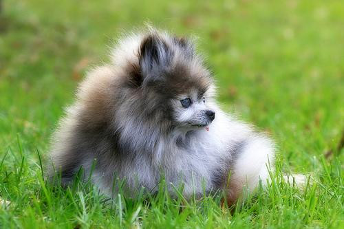 pomeranian.jpg