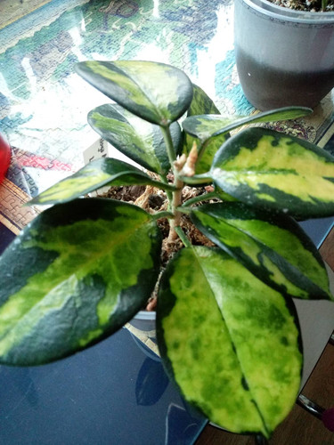 hoya australis lisa1.jpg