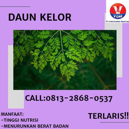 Pusat Budidaya Herbal Daun Kelor Obat Jerawat Tambak Bayumas.jpg