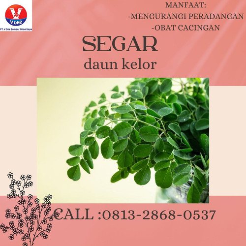 Pusat Budidaya Herbal Daun Kelor Obat Herpes Tambak Bayumas.jpg