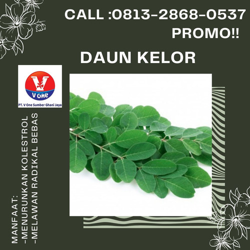 Pusat Budidaya Herbal Daun Kelor Obat Tambak Bayumas.jpg