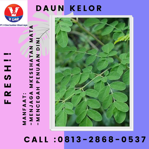 Pusat Budidaya Herbal Daun Kelor Obat Asam Urat Tambak Bayumas.jpg