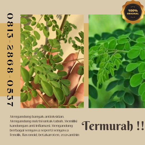 Pusat Budidaya Herbal Daun Kelor Latin Tambak Bayumas.jpg