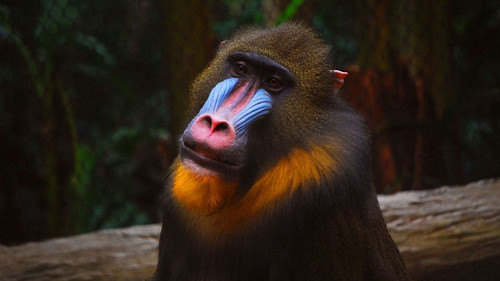 mandril (1).jpg