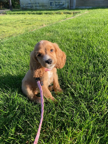 Lola2.jpg