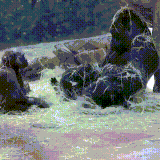 obezi1.gif