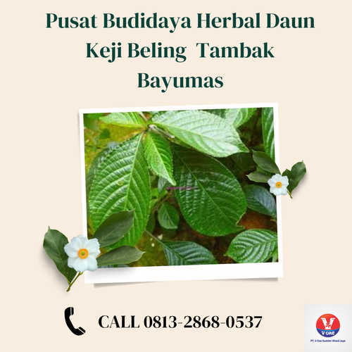 desain daun keji beling 26.png