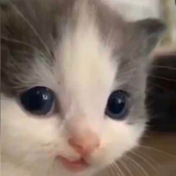 image 21.png