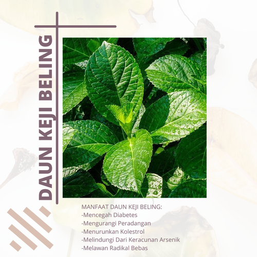 Desain 72 Daun Keji Beling.png