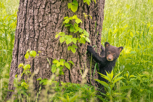 BearCub 24x16 (1 of 1) XL.jpg