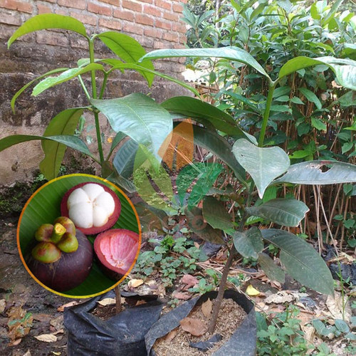 bibit manggis 1.jpg