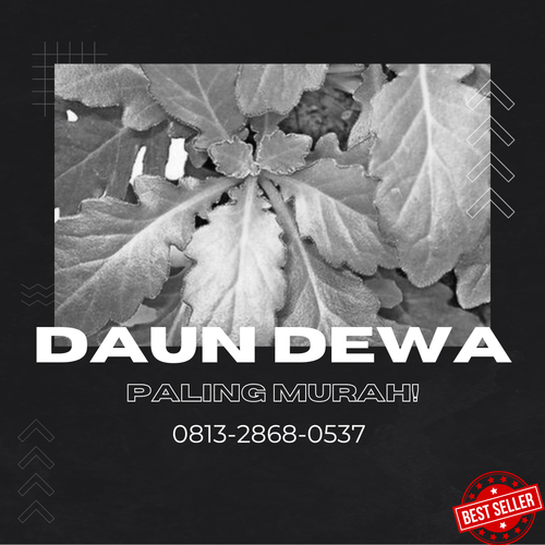 daun dewaa 2.png