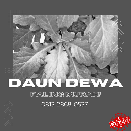 daun dewaa 1.png