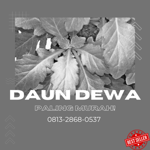 daun dewaa 3.png