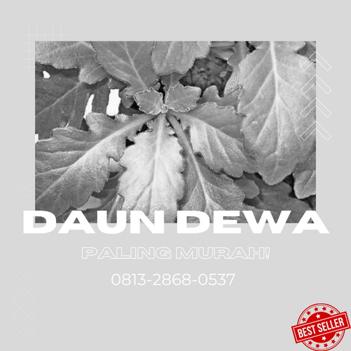 daun dewaa 4.png