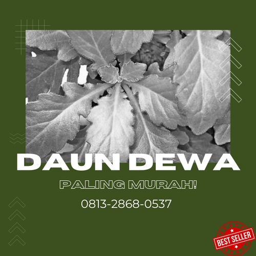 daun dewaa 5.png