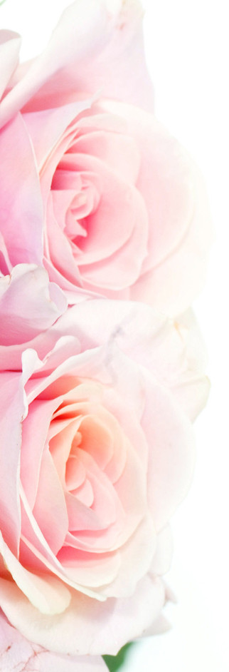 pink roses wide copia.jpg