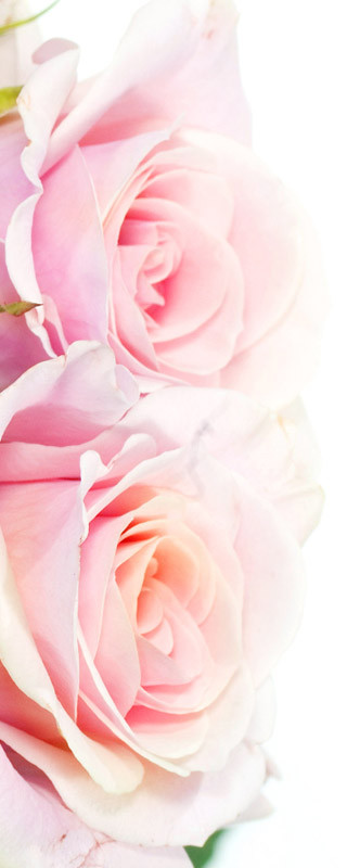 pink roses wide.jpg