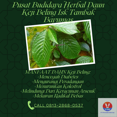 desain daun keji 21.png