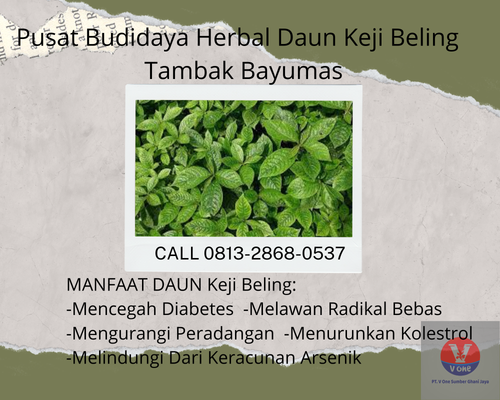 desain daun keji 23.png