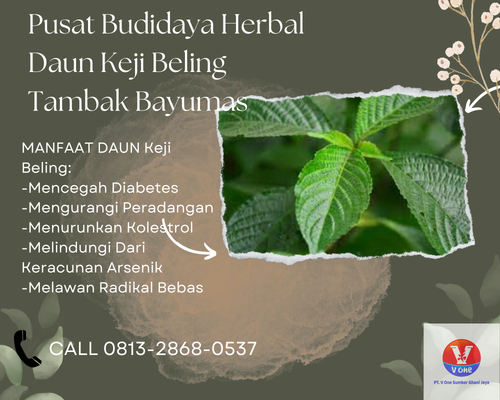 desain daun keji 22.png