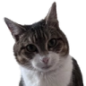 1020309418920923218.webp