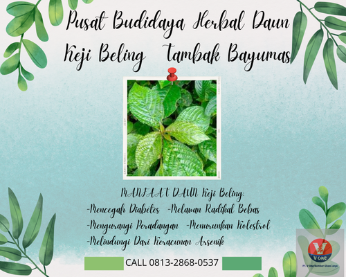 desain daun keji 25.png