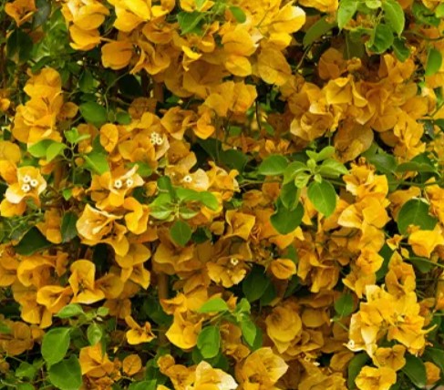 Choose The Top Evergreen Plants For Your Balcony.jpg