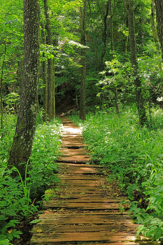 away forest path nature trees landscape.jpg