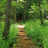 away forest path nature trees landscape
