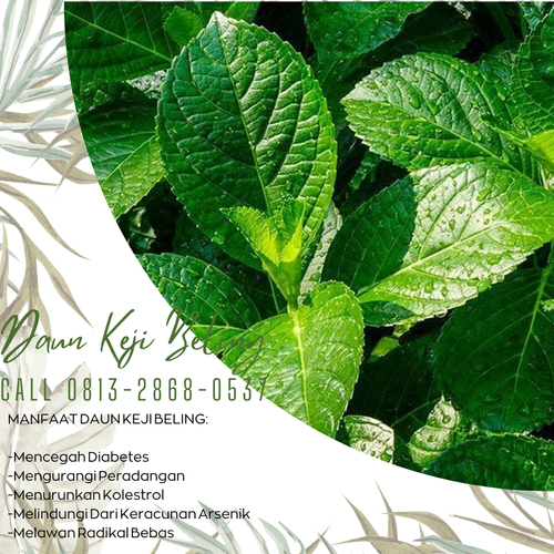 Desain Daun Keji 63.png