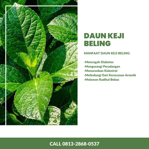 Desain Daun Keji 62.png