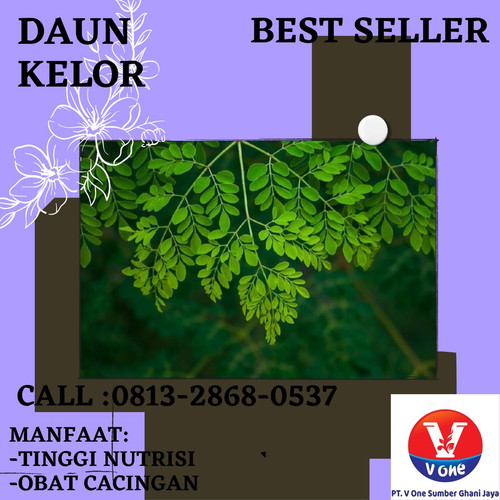 Pusat Budidaya Herbal Daun Kelor Sehat Tambak Bayumas.jpg