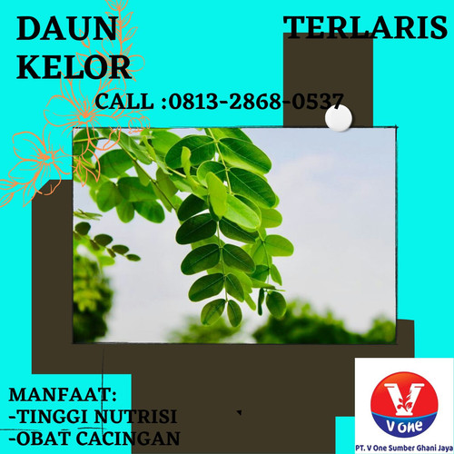 Pusat Budidaya Herbal Daun Kelor Higenis Tambak Bayumas.jpg