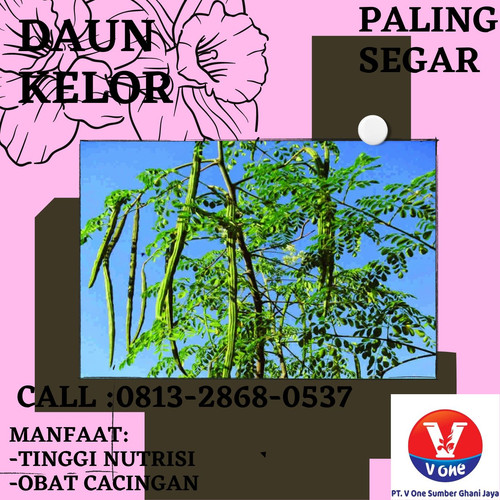 Pusat Budidaya Herbal Daun Kelor Obat Tambak Bayumas.jpg