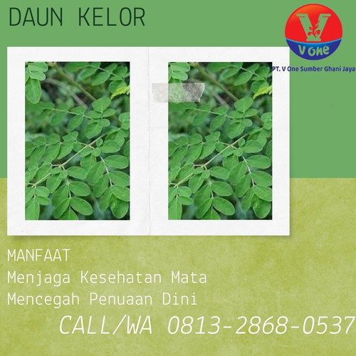 Pusat Budidaya Herbal Daun Kelor resto Tambak Bayumas.jpg