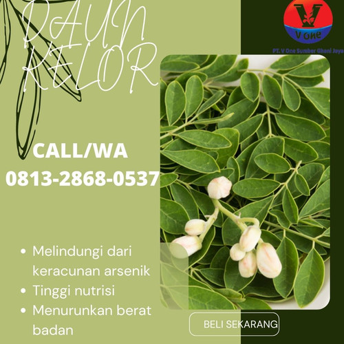 Pusat Budidaya Herbal Daun Kelor rebus Tambak Bayumas.jpg