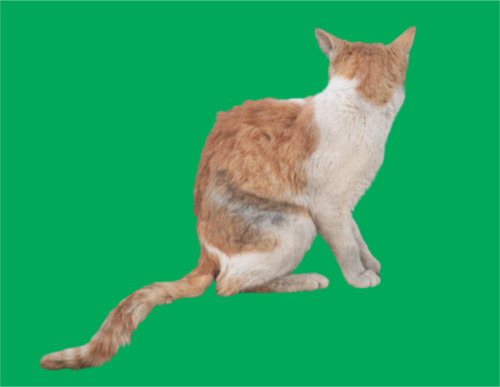 Cat Chroma.jpg