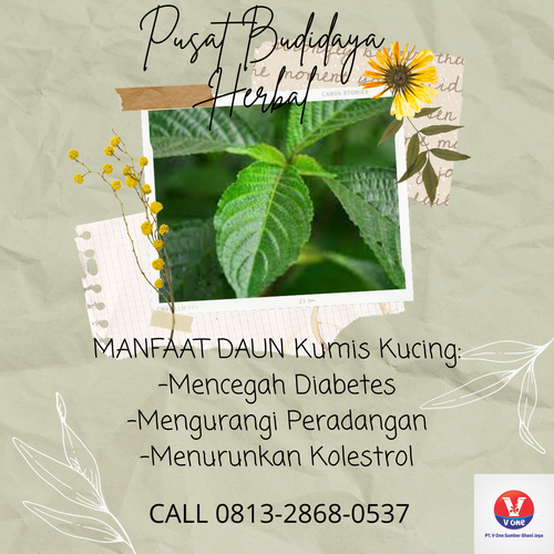 desain daun keji beling 18.png