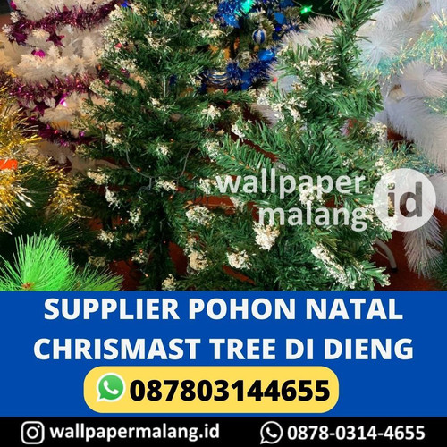 SUPPLIER POHON NATAL CHRISMAST TREE DI DIENG.jpg