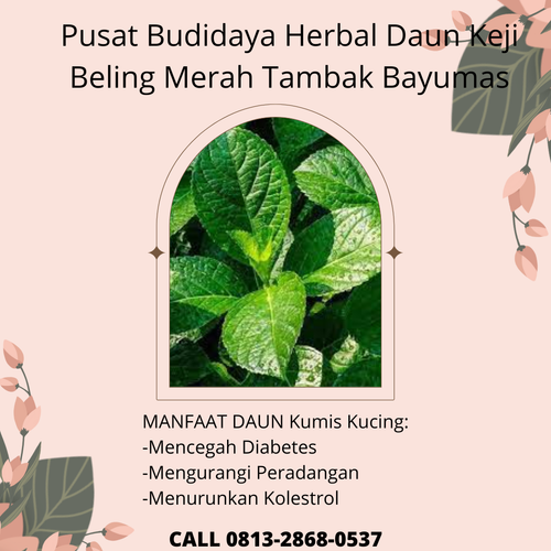 desain daun keji beling 16.png