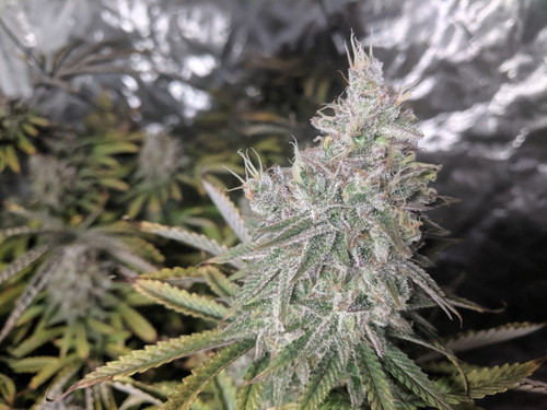 IMG 20191208 092104.jpg