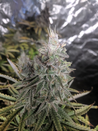 IMG 20191208 092122.jpg