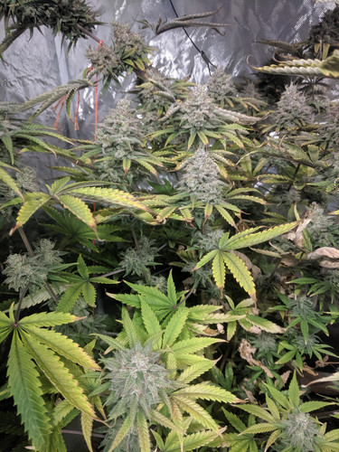 IMG 20191208 092007.jpg