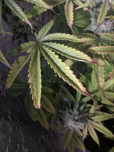 IMG 20191208 092510.jpg