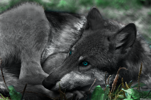 pup3m10lueneburgkati ole 12 20170221 1745698023.png